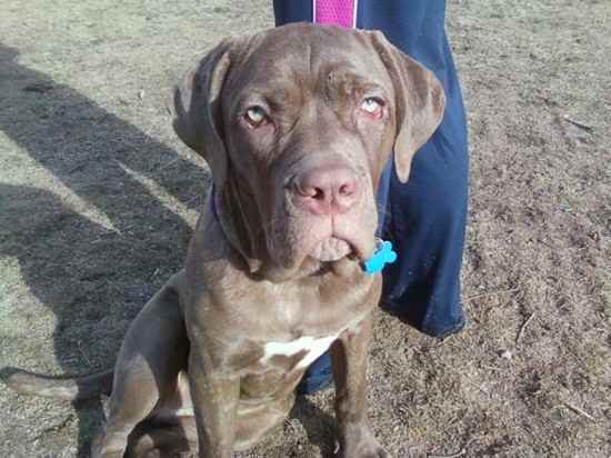 Cane Corso Dogo Argentino Mix