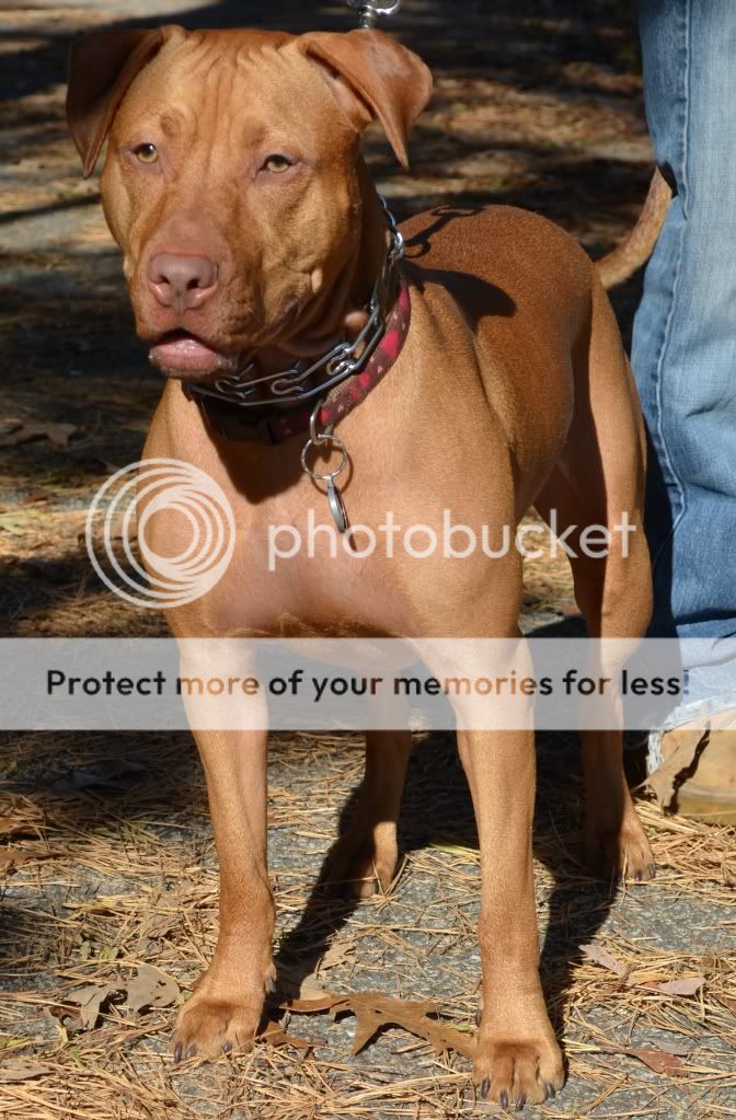 Cane Corso Dogo Argentino Mix