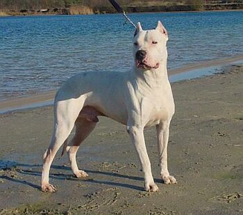 Cane Corso Dogo Argentino Mix