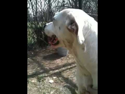 Cane Corso Dogo Argentino Mix