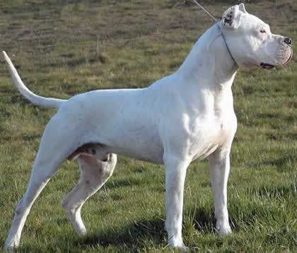 Cane Corso Dogo Argentino Mix