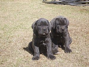 Cane Corso Dogs