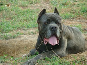 Cane Corso Dogs