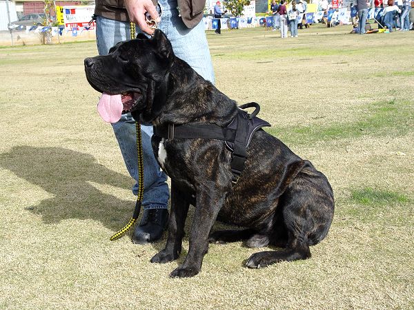 Cane Corso Dogs