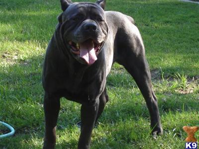 Cane Corso Dogs For Sale