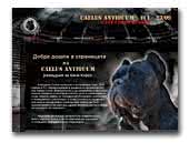 Cane Corso Dogs For Sale Uk