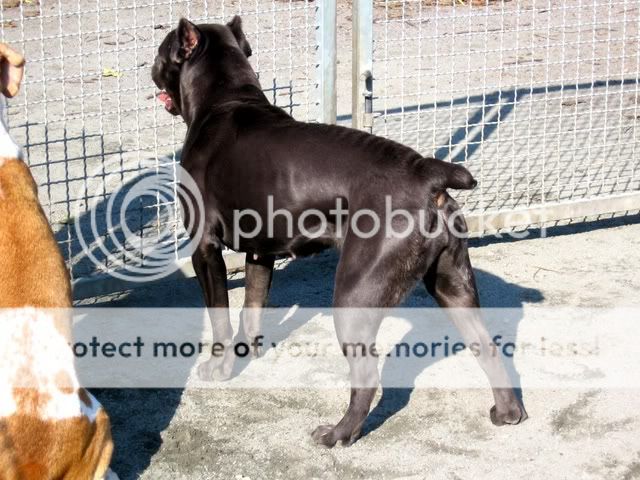 Cane Corso Dogs For Sale Uk
