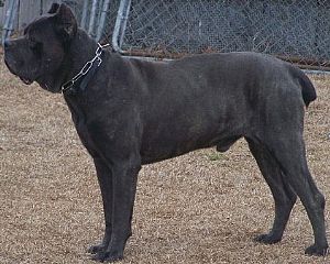 Cane Corso Dogs Pictures