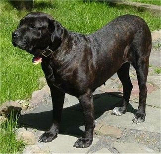 Cane Corso Dogs Pictures