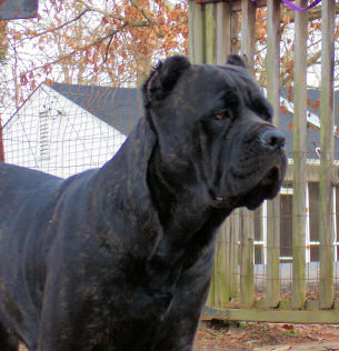 Cane Corso Dogs Pictures