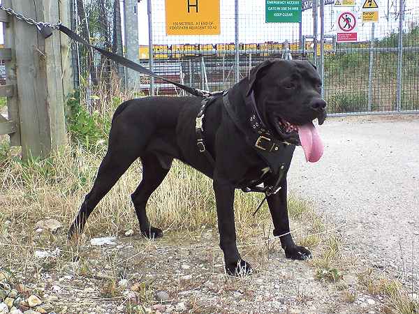 Cane Corso Dogs Pictures