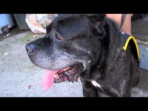 Cane Corso Dogs Rescue