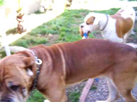 Cane Corso Dogs Rescue