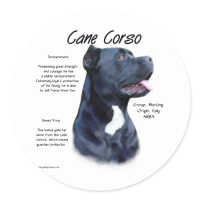 Cane Corso Dogs Temperament