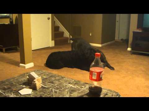 Cane Corso Fight