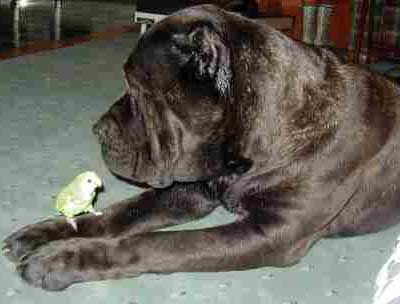 Cane Corso Fight