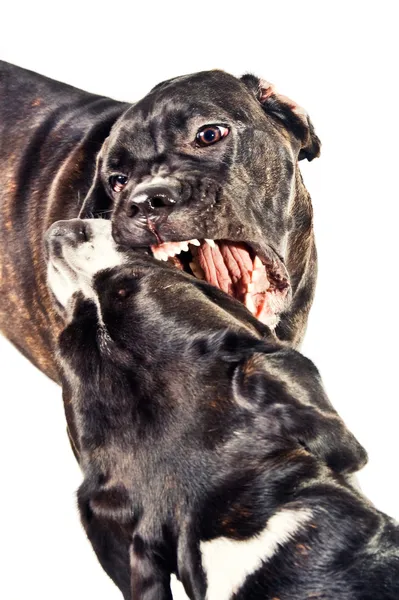 Cane Corso Fight