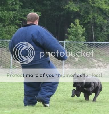 Cane Corso Fight