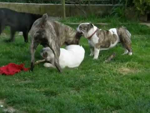 Cane Corso Fight