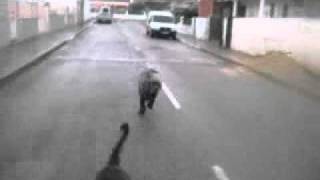 Cane Corso Fight Videos