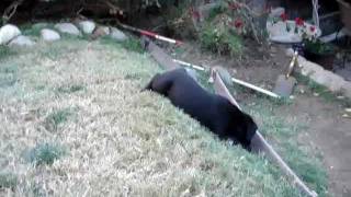 Cane Corso Fight Videos