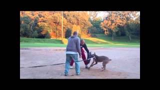 Cane Corso Fight Videos