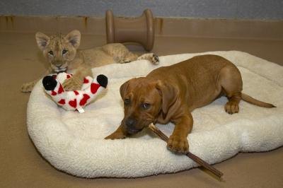 Cane Corso Fighting Lions