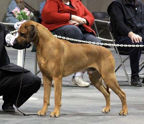 Cane Corso Fighting Lions