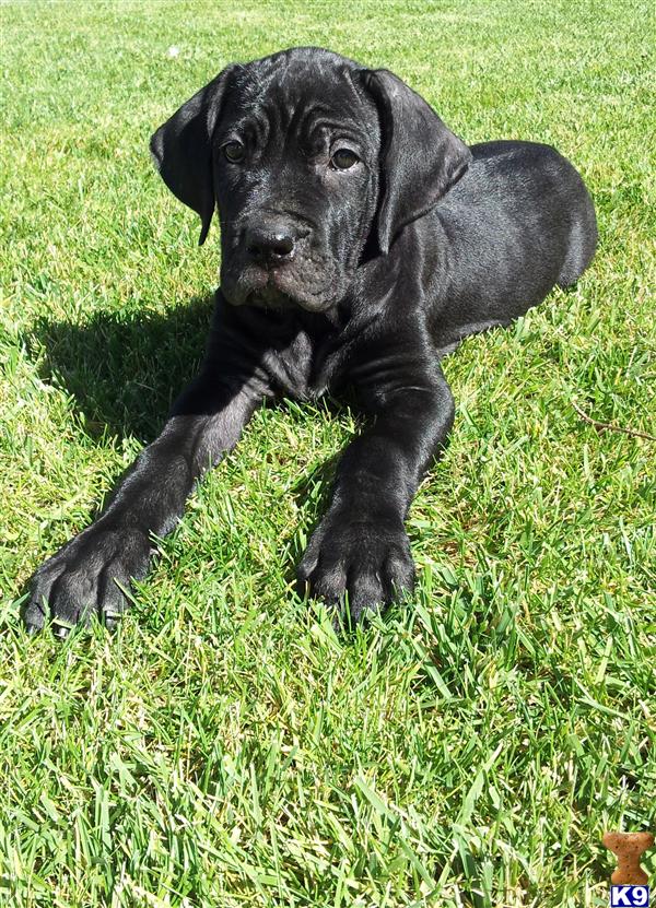 Cane Corso For Sale In California