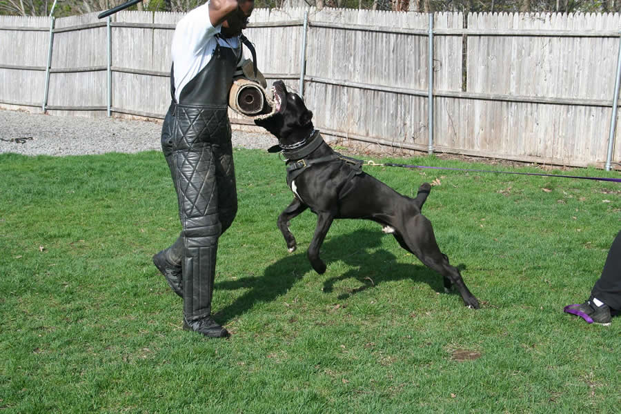 Cane Corso For Sale Uk