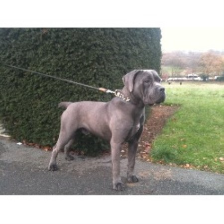 Cane Corso For Sale Uk