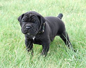 Cane Corso For Sale Uk Manchester