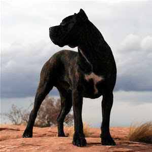 Cane Corso Italian Mastiff Cost