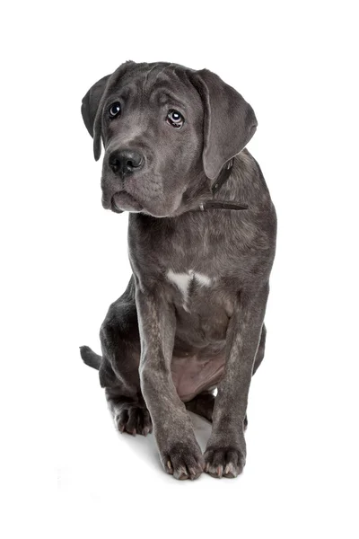 Cane Corso Italian Mastiff Cost