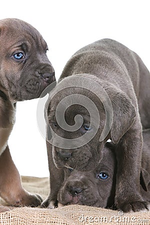 Cane Corso Italian Mastiff Cost