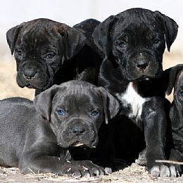 Cane Corso Italian Mastiff Puppies