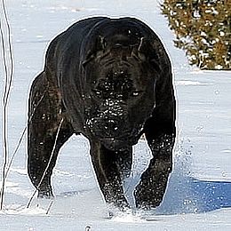 Cane Corso Italian Mastiff Puppies For Sale