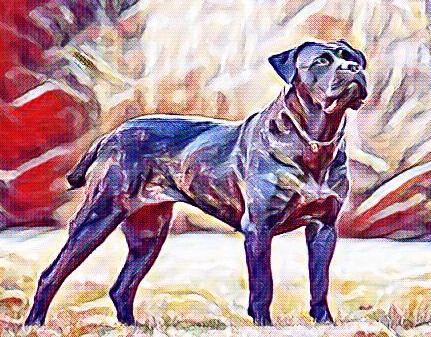 Cane Corso Italiano Dogs