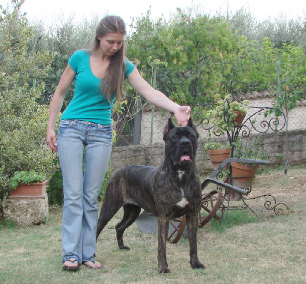 Cane Corso Italiano Dogs