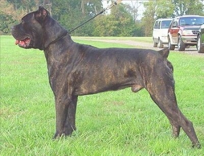 Cane Corso Italiano Dogs