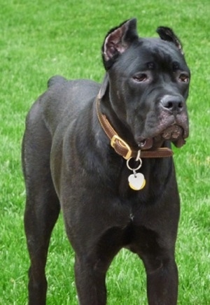 Cane Corso Italiano Dogs