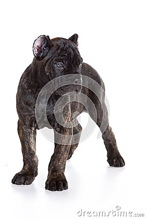 Cane Corso Italiano Info