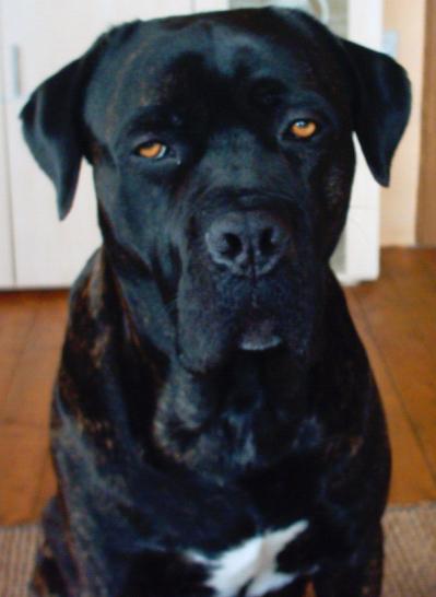 Cane Corso Italiano Info