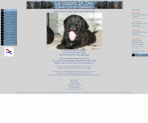 Cane Corso Italiano Info