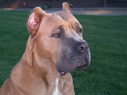 Cane Corso Italiano Info