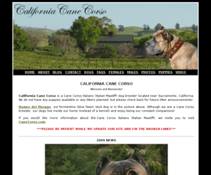 Cane Corso Italiano Puppies For Sale