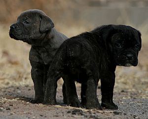 Cane Corso Italiano Puppies For Sale