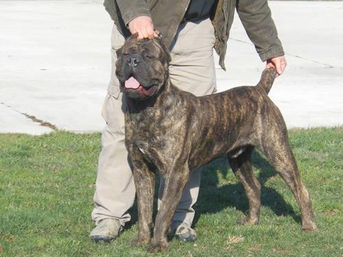 Cane Corso Mastiff Puppies For Sale In Md