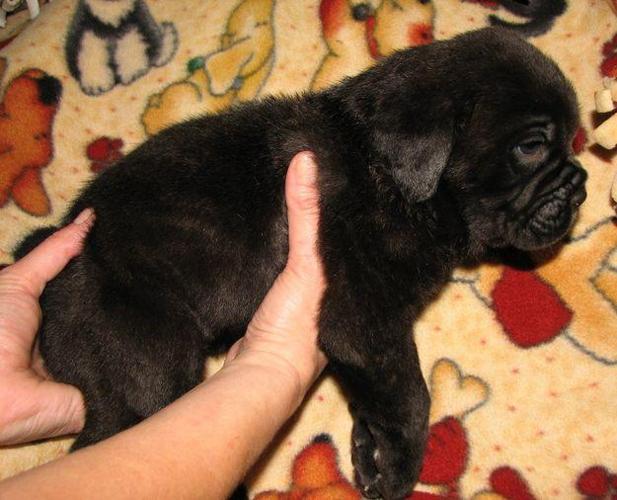 Cane Corso Mastiff Puppies For Sale In Michigan