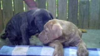 Cane Corso Mastiff Puppies For Sale In Nc